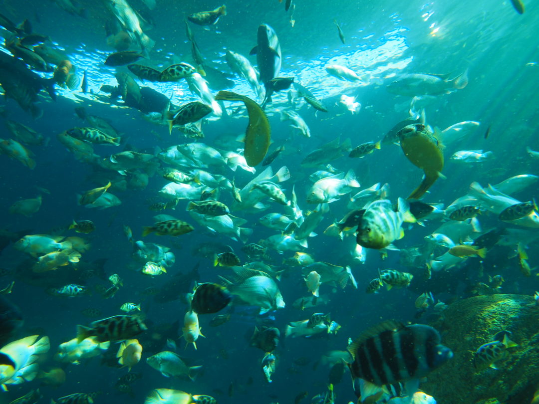 Image de banc de poissons tropicaux