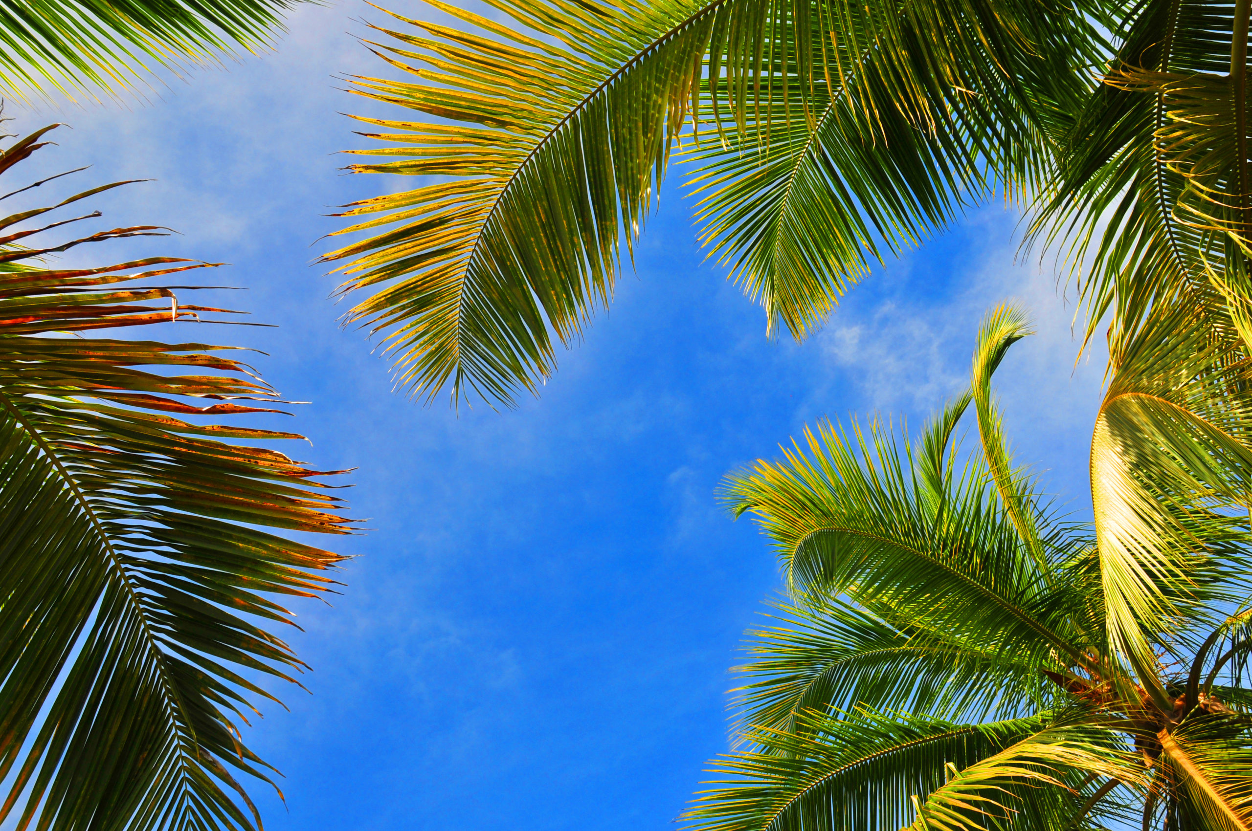 The coconut tree, king-tree of the islands – The CLICK-DIVE Magazine